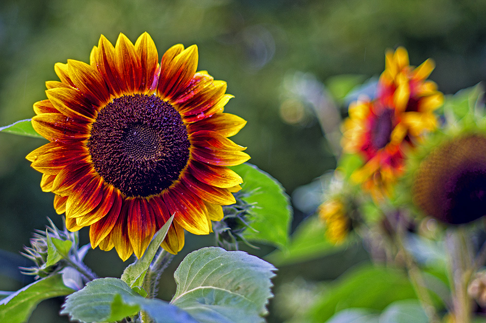 Sonnenblumen