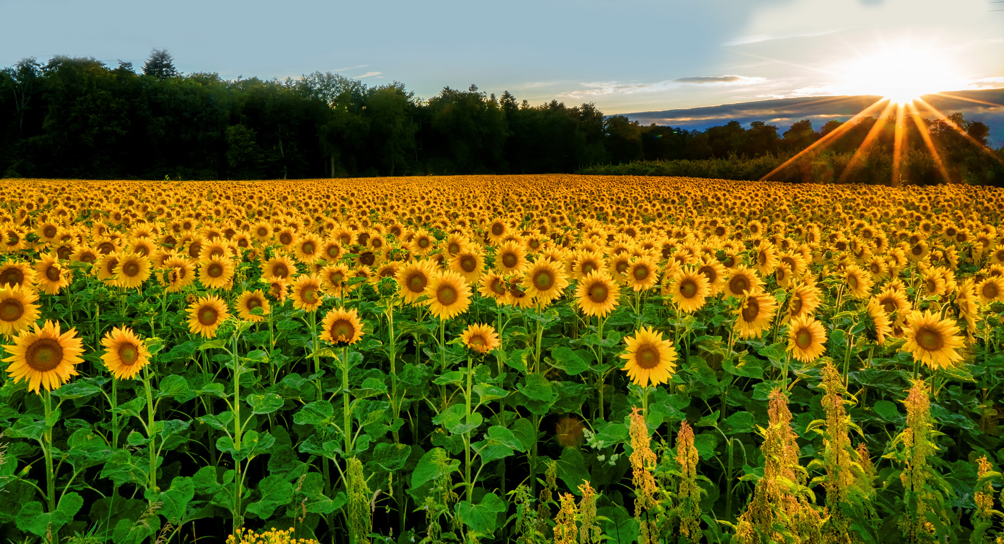 Sonnenblumen