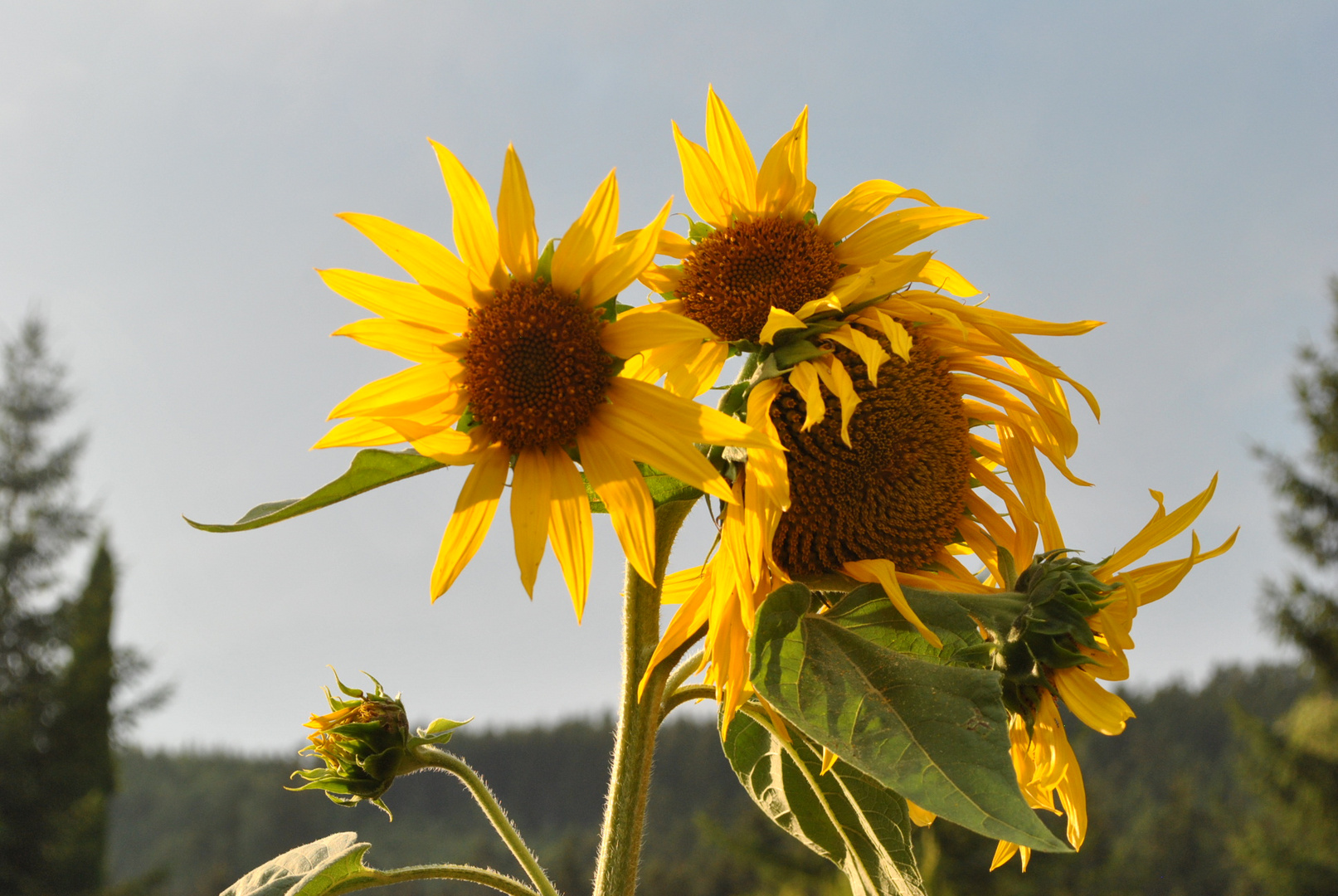 Sonnenblumen