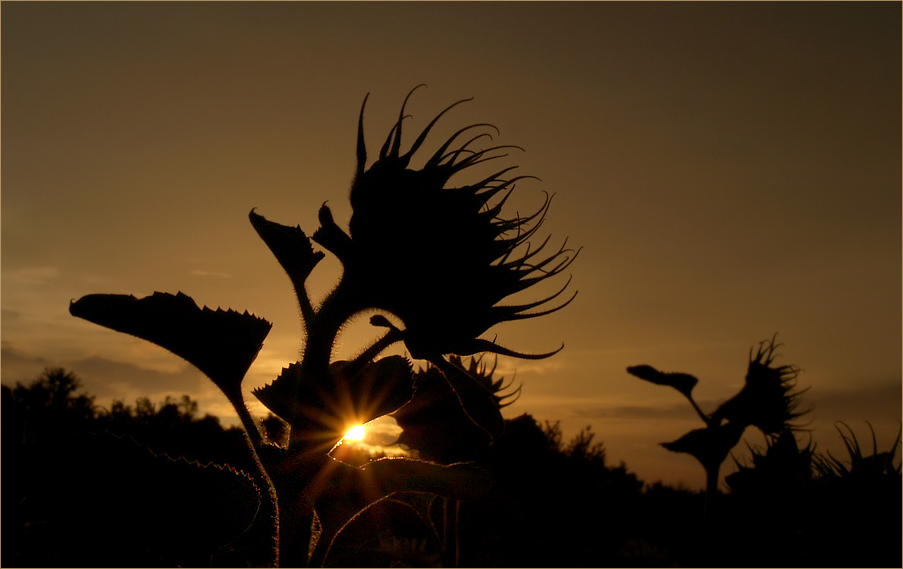 ...Sonnenblumen ...