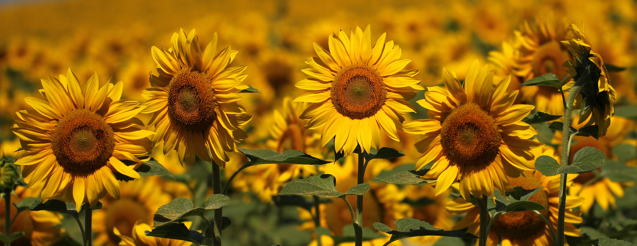 Sonnenblumen