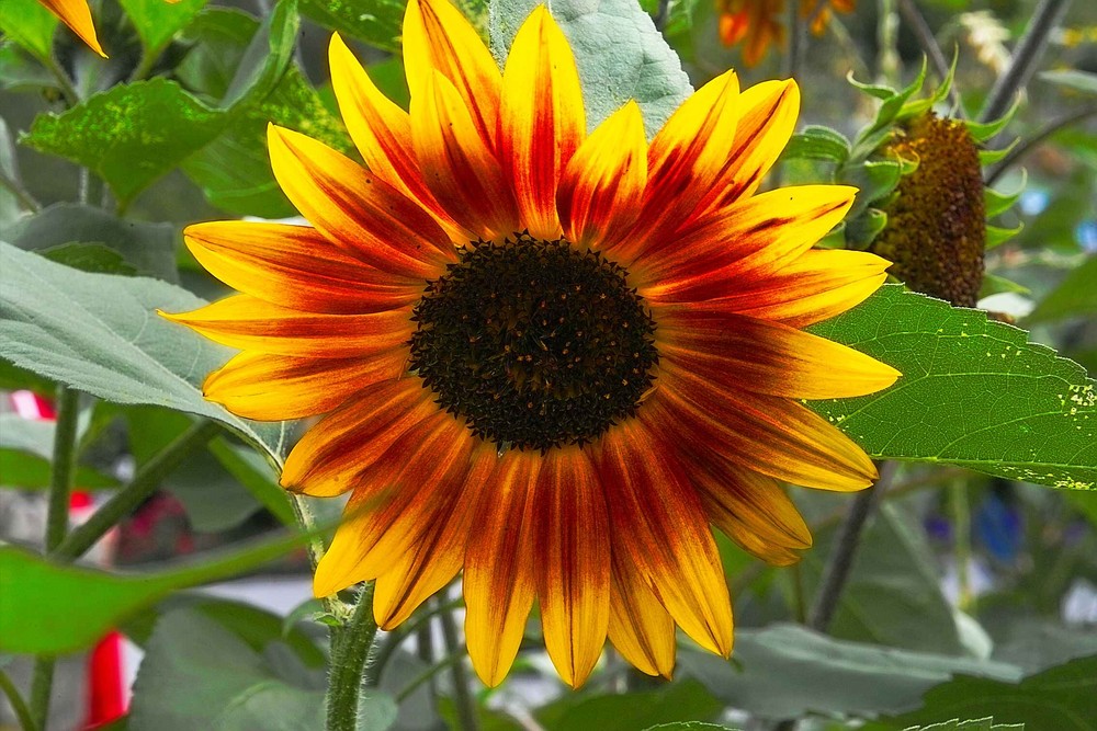 Sonnenblumen