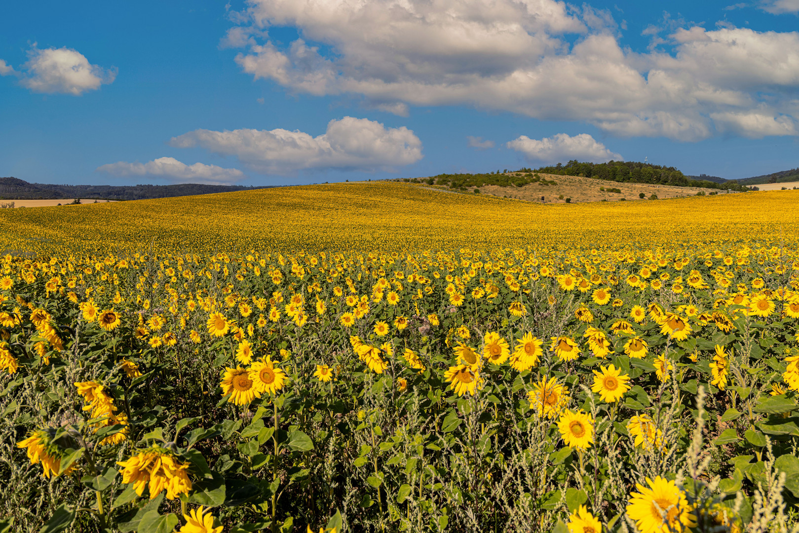 Sonnenblumen