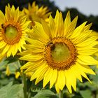 Sonnenblumen