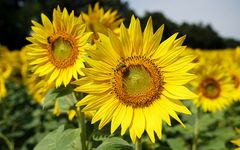 Sonnenblumen