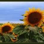 Sonnenblumen