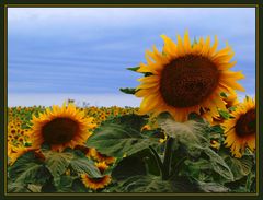 Sonnenblumen