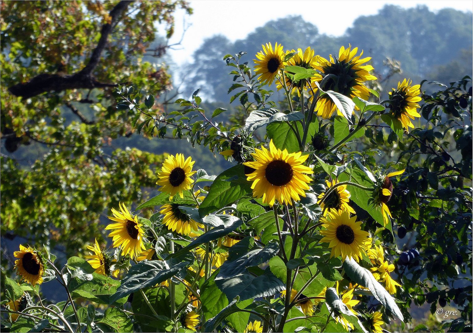 Sonnenblumen