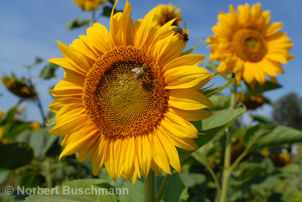 Sonnenblumen