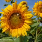 Sonnenblumen