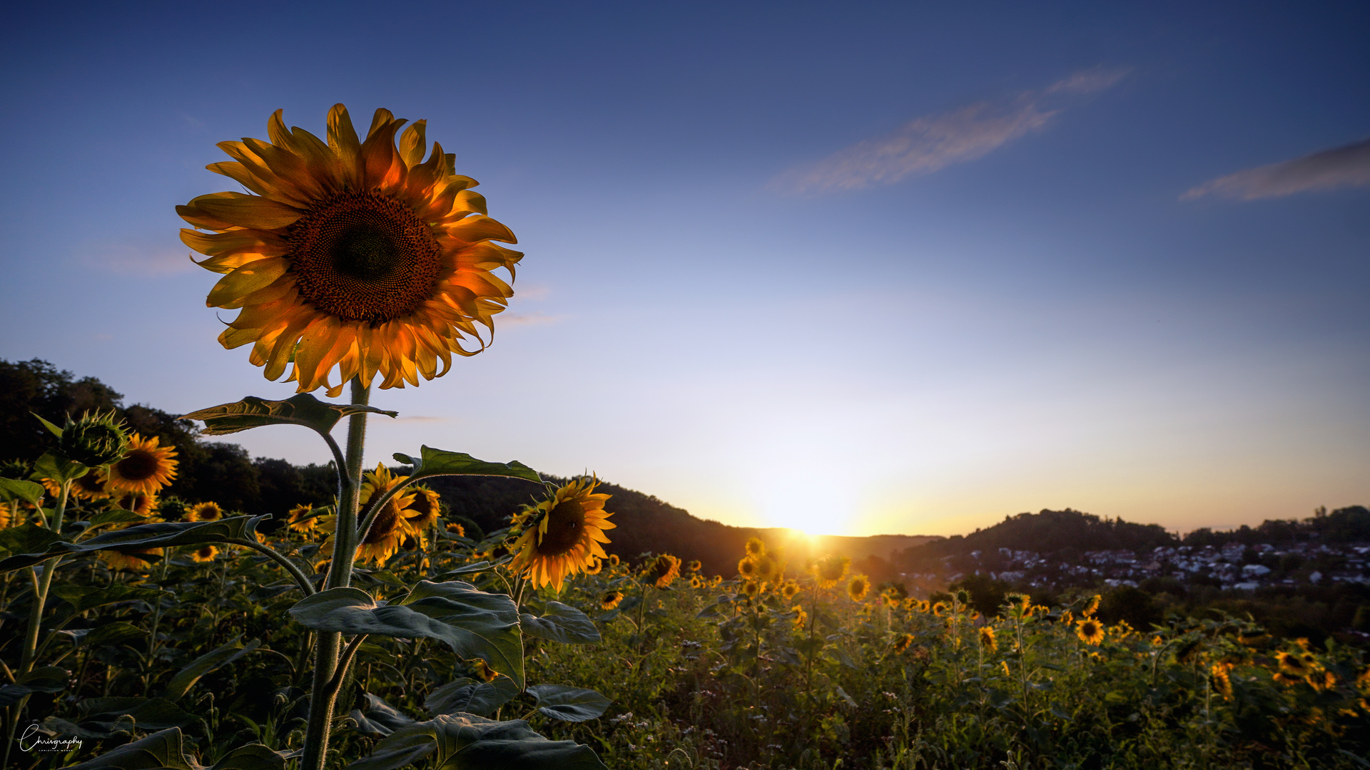 Sonnenblumen