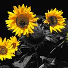 Sonnenblumen