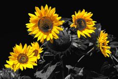 Sonnenblumen