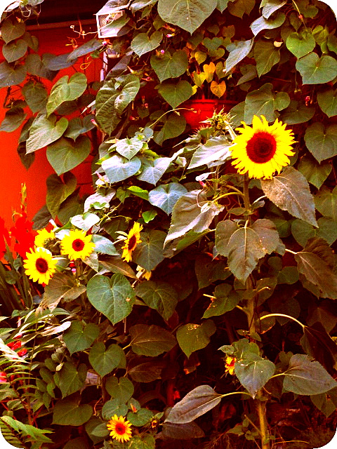 Sonnenblumen