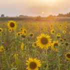 Sonnenblumen