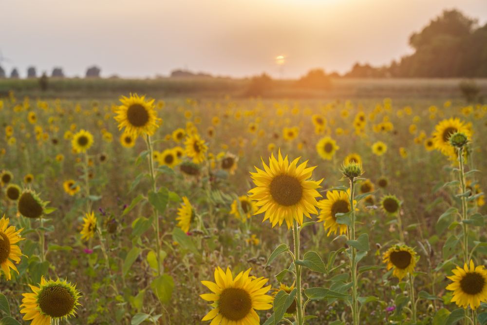 Sonnenblumen