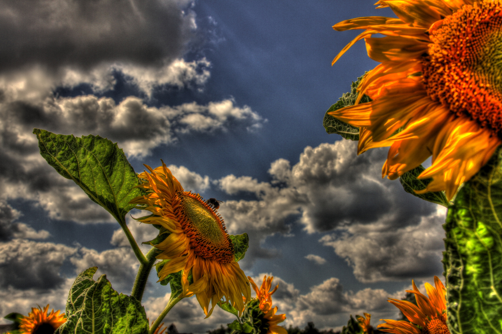 Sonnenblumen