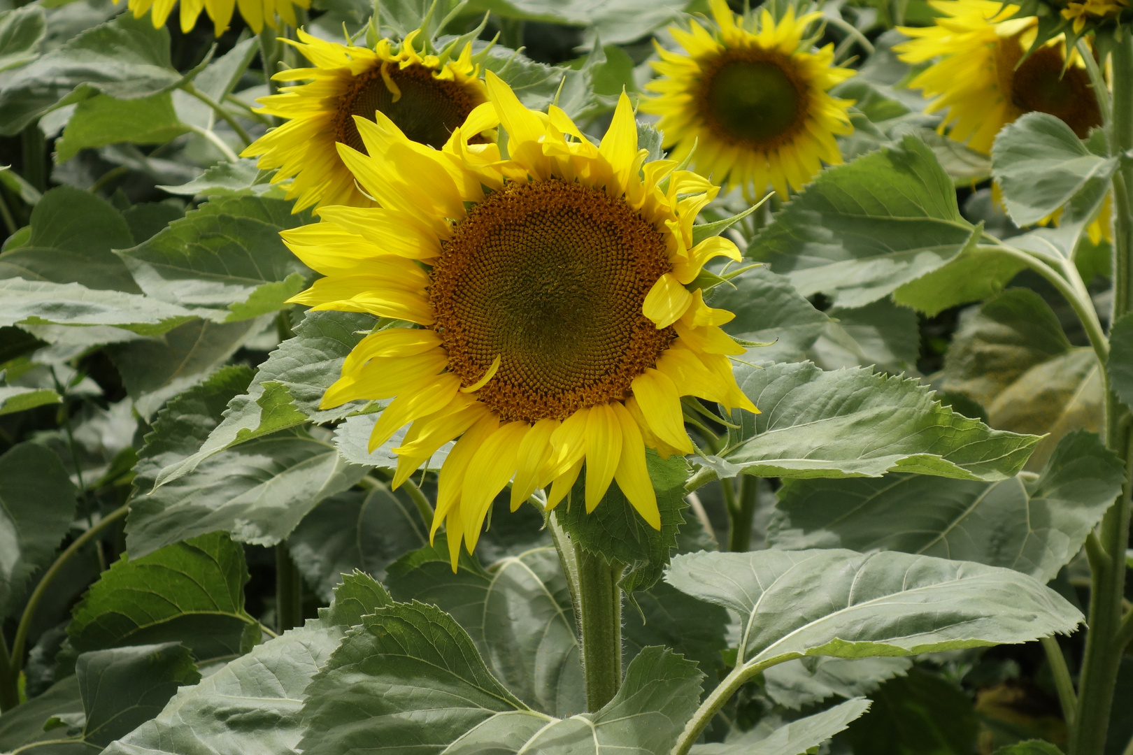 Sonnenblumen