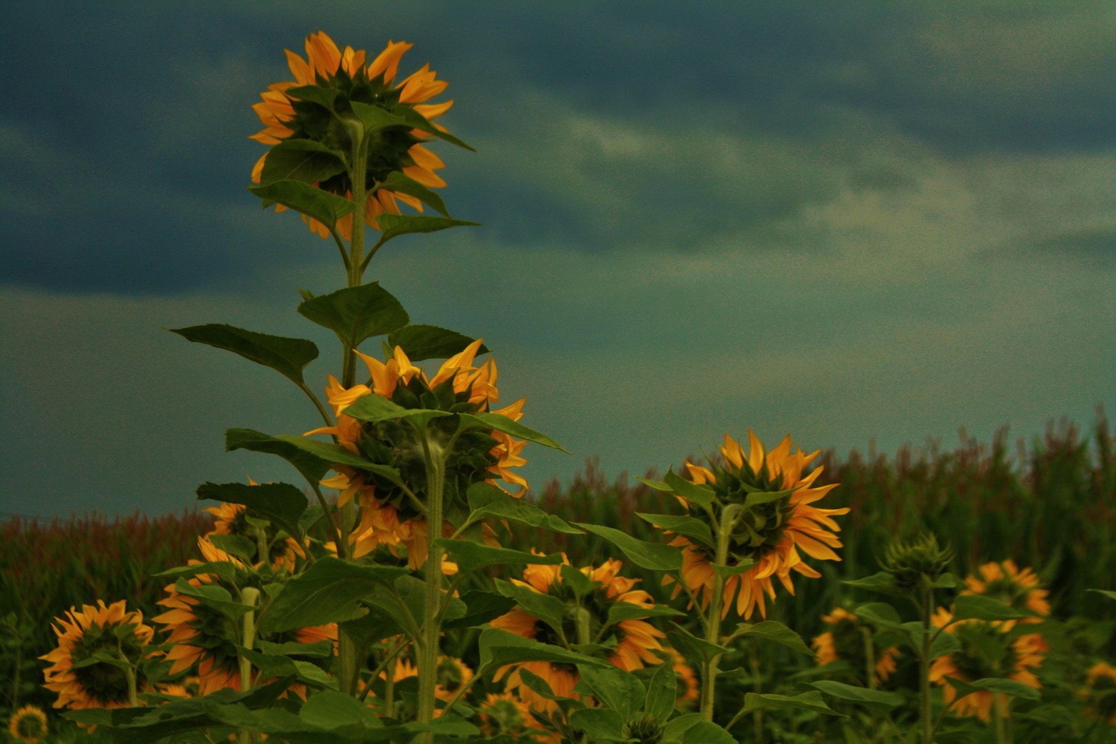 Sonnenblumen