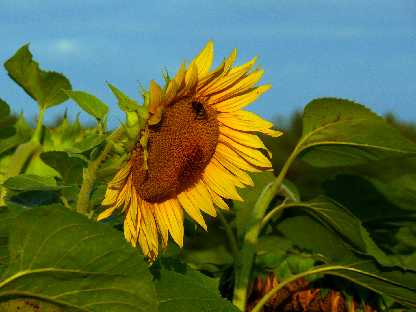 Sonnenblumen