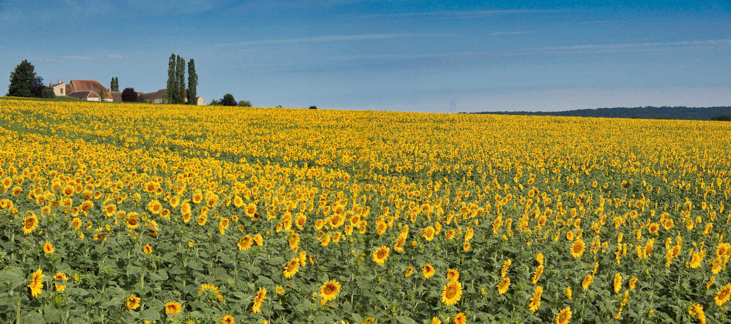 Sonnenblumen