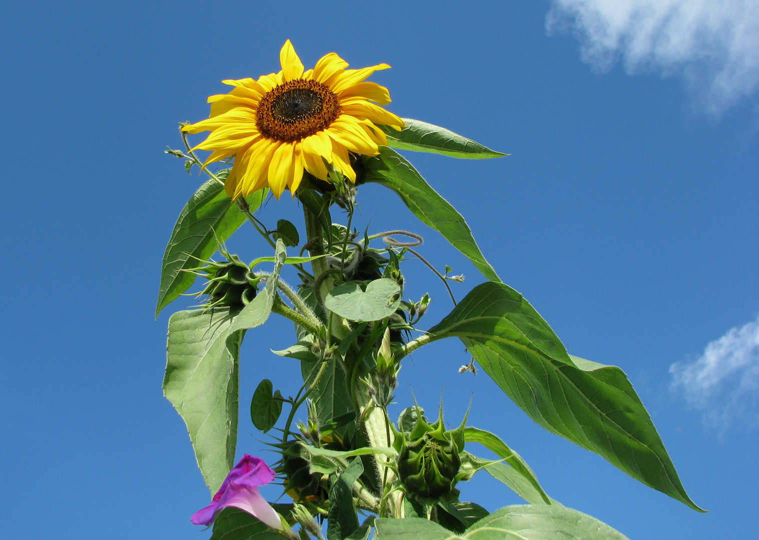 Sonnenblumen