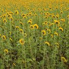 Sonnenblumen -4-