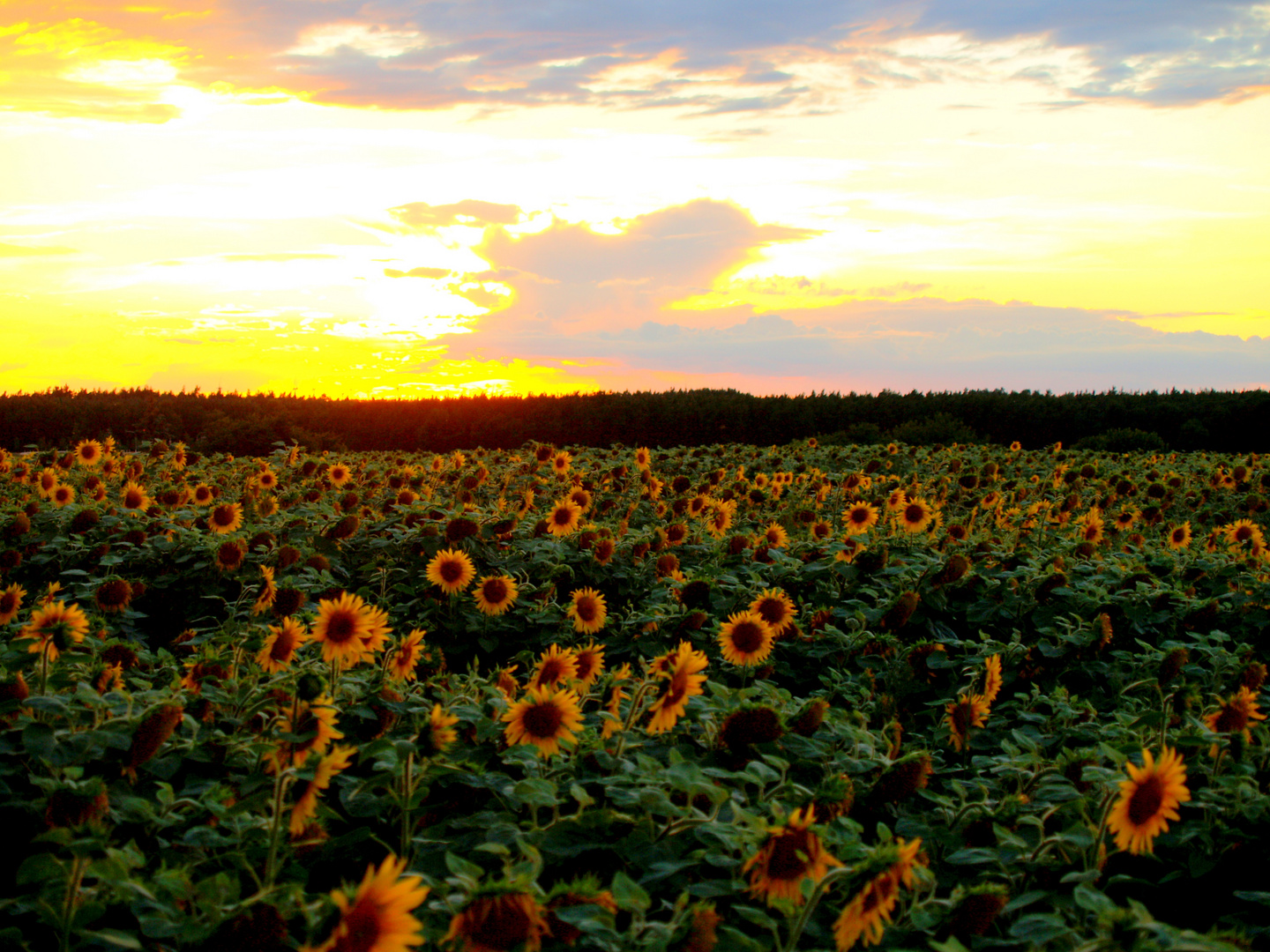 Sonnenblumen