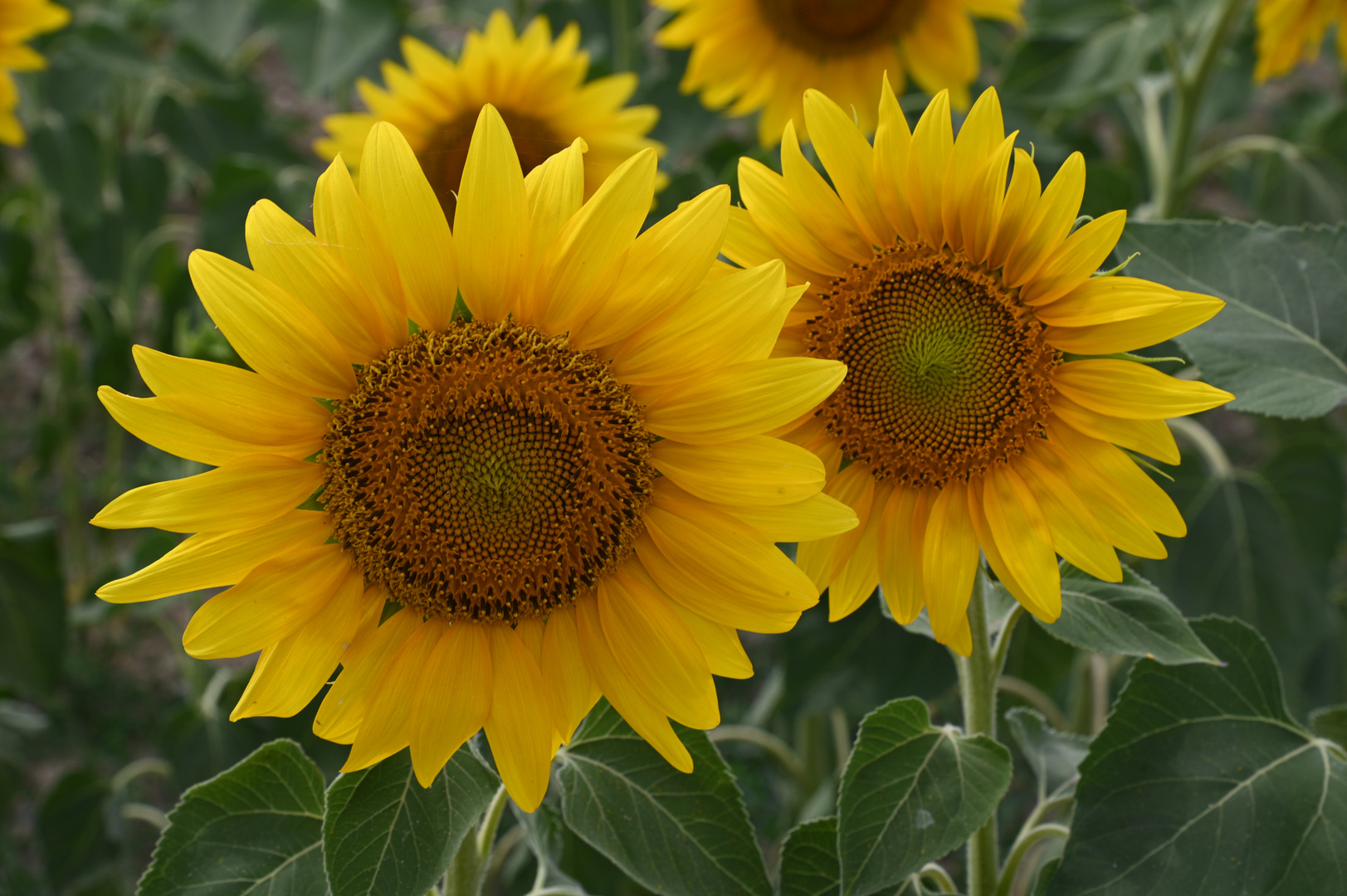 sonnenblumen