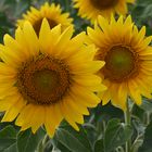 sonnenblumen