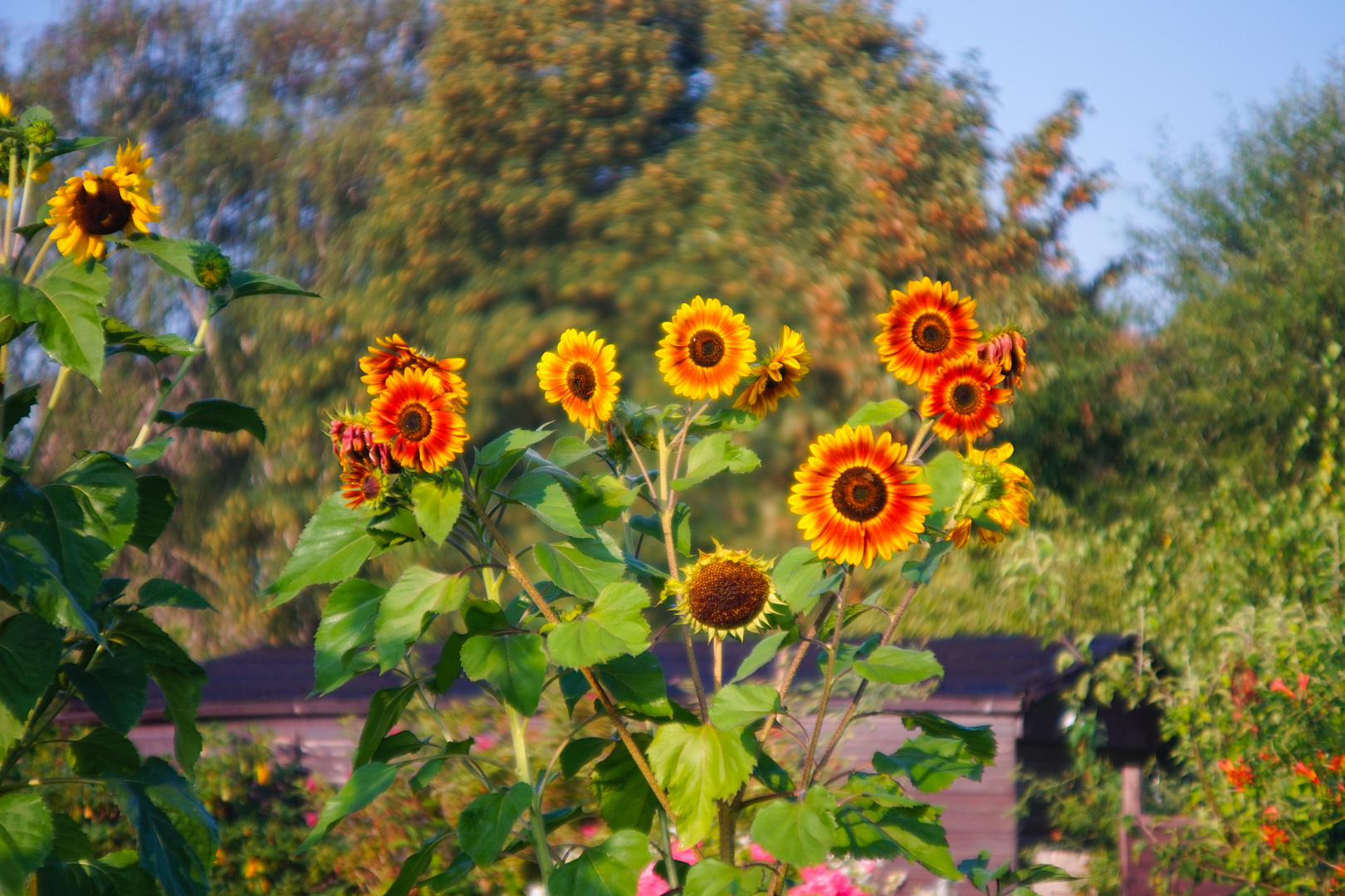 Sonnenblumen