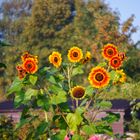 Sonnenblumen