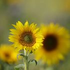 Sonnenblumen