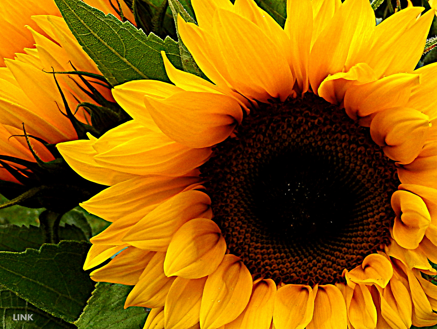 Sonnenblumen