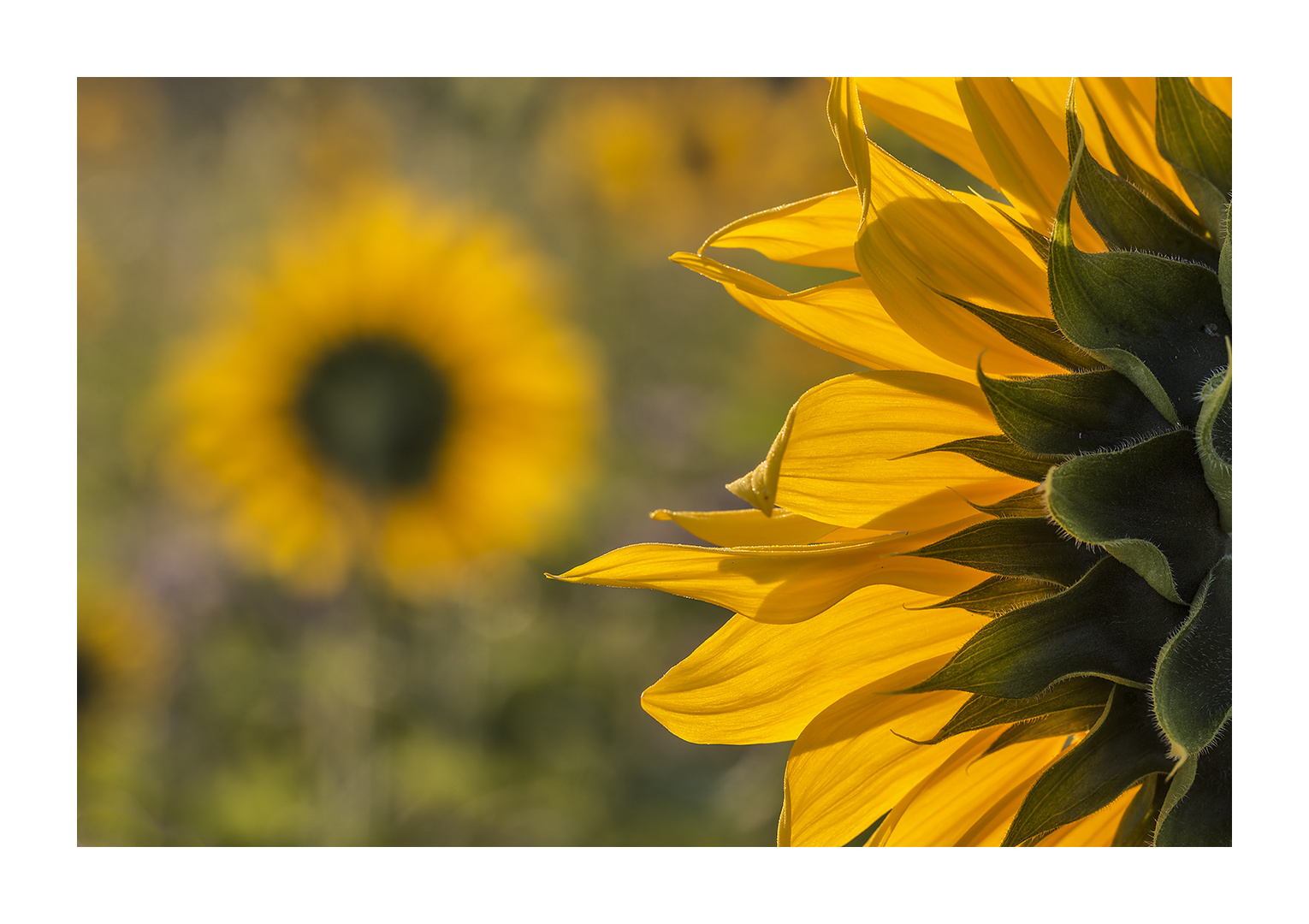 Sonnenblumen