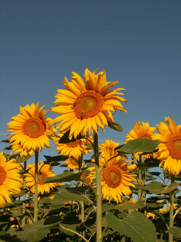 Sonnenblumen