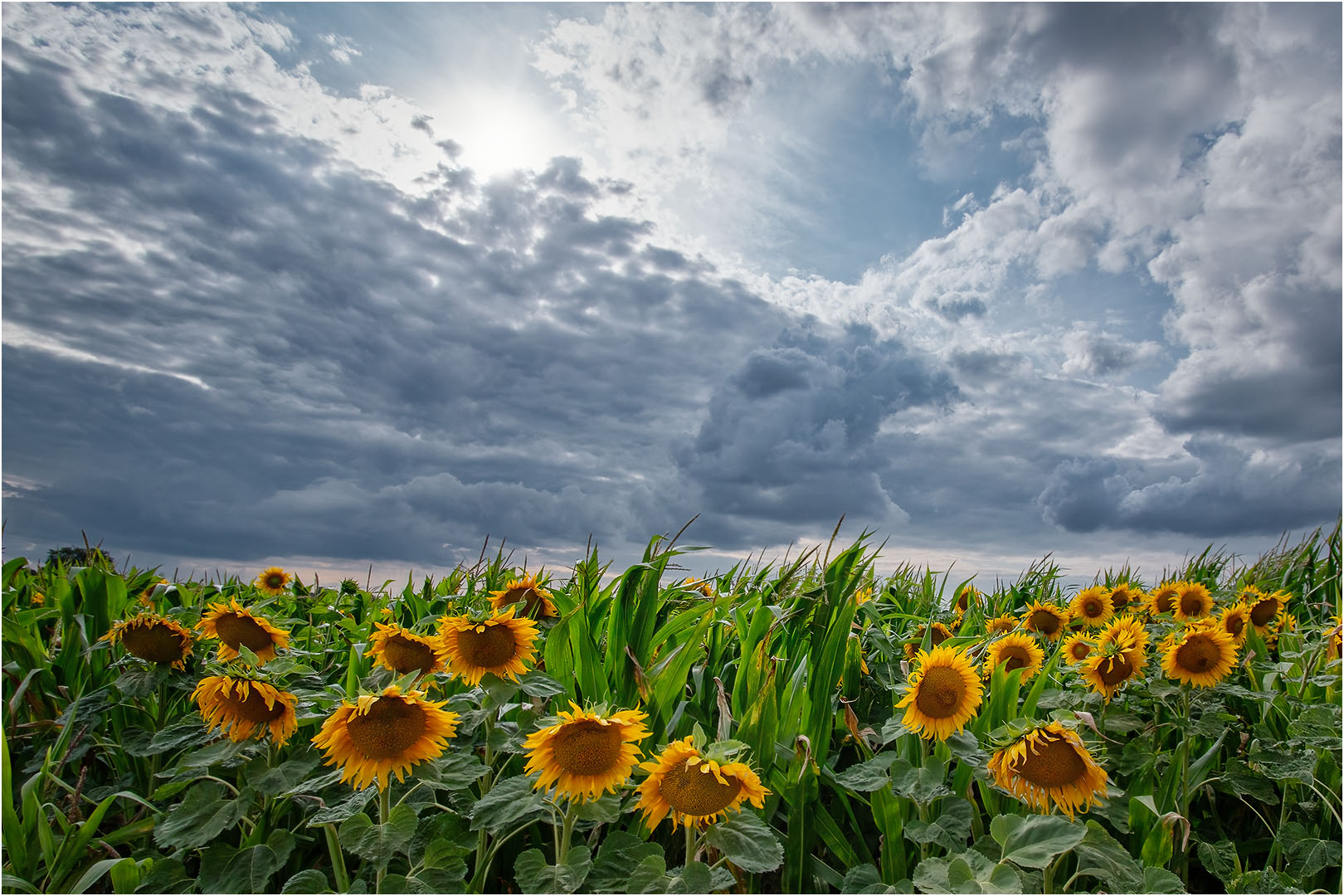 Sonnenblumen