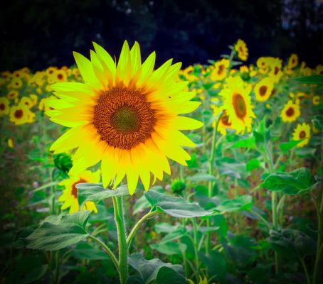 Sonnenblumen Bilder & Fotos
