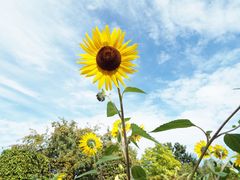 Sonnenblumen