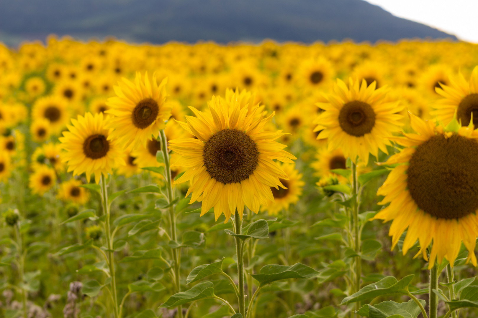 Sonnenblumen