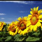 Sonnenblumen