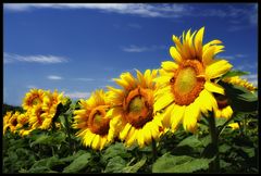 Sonnenblumen