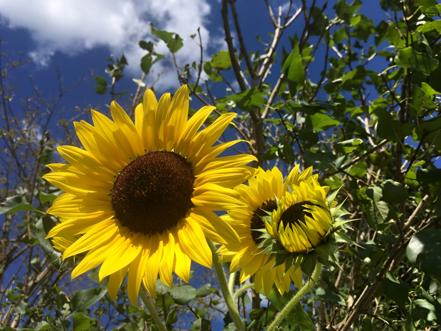 Sonnenblumen