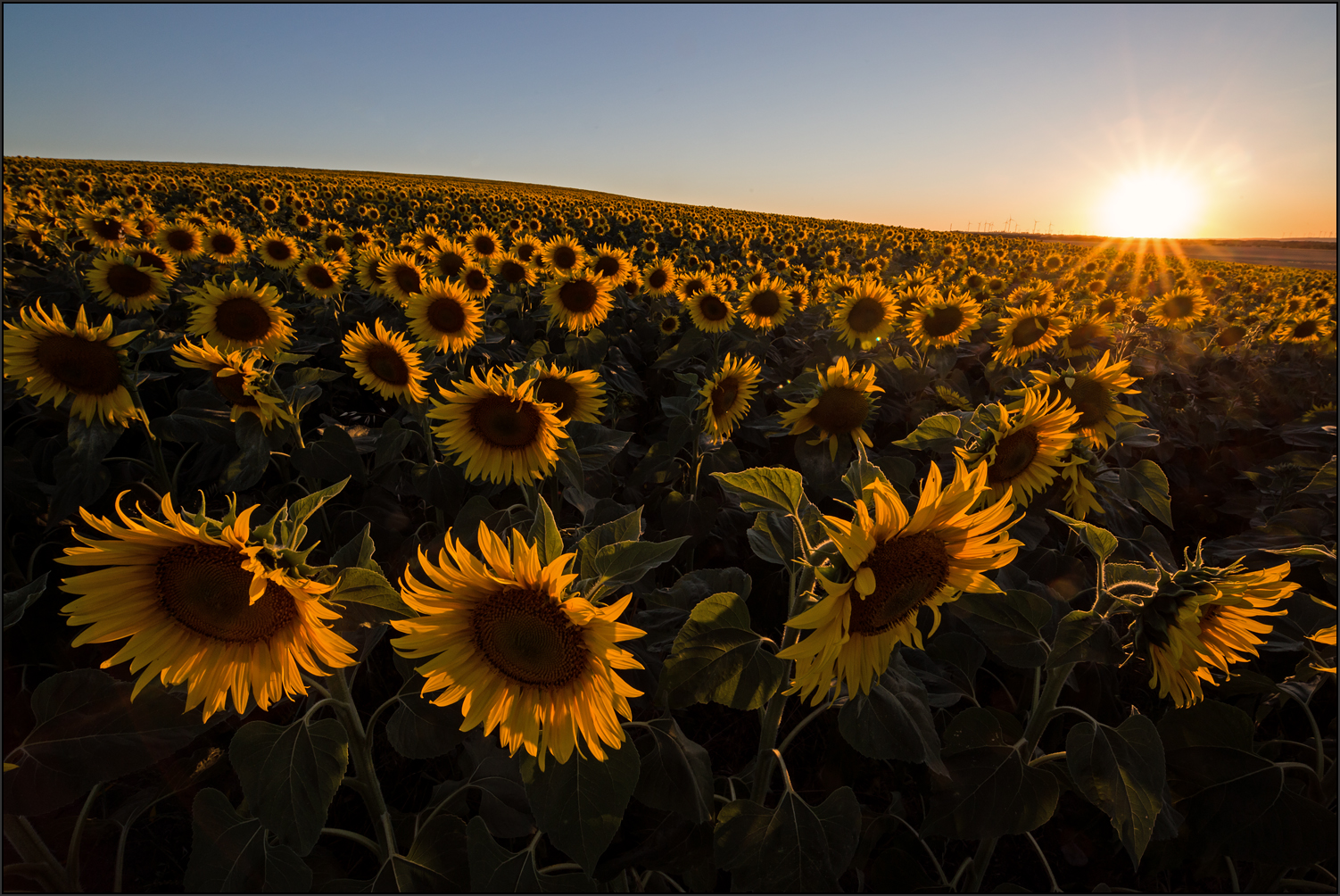 Sonnenblumen