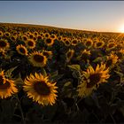 Sonnenblumen