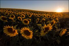 Sonnenblumen