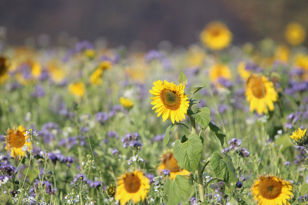 Sonnenblumen