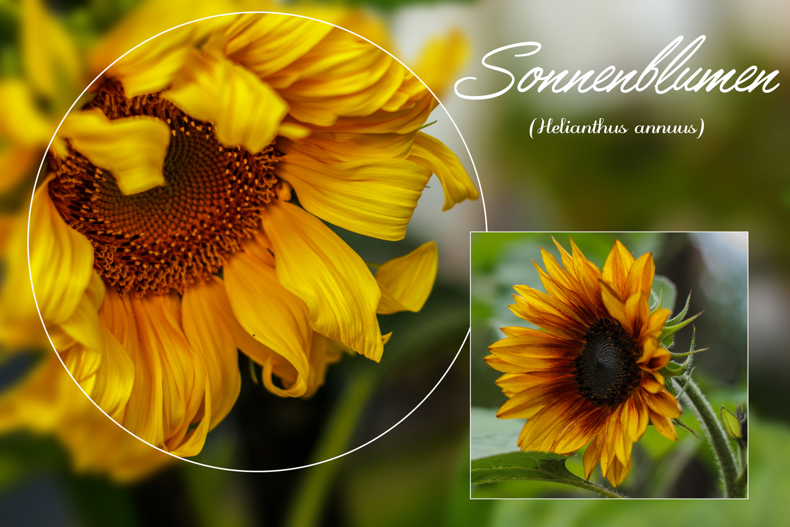 Sonnenblumen