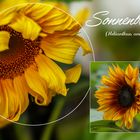 Sonnenblumen