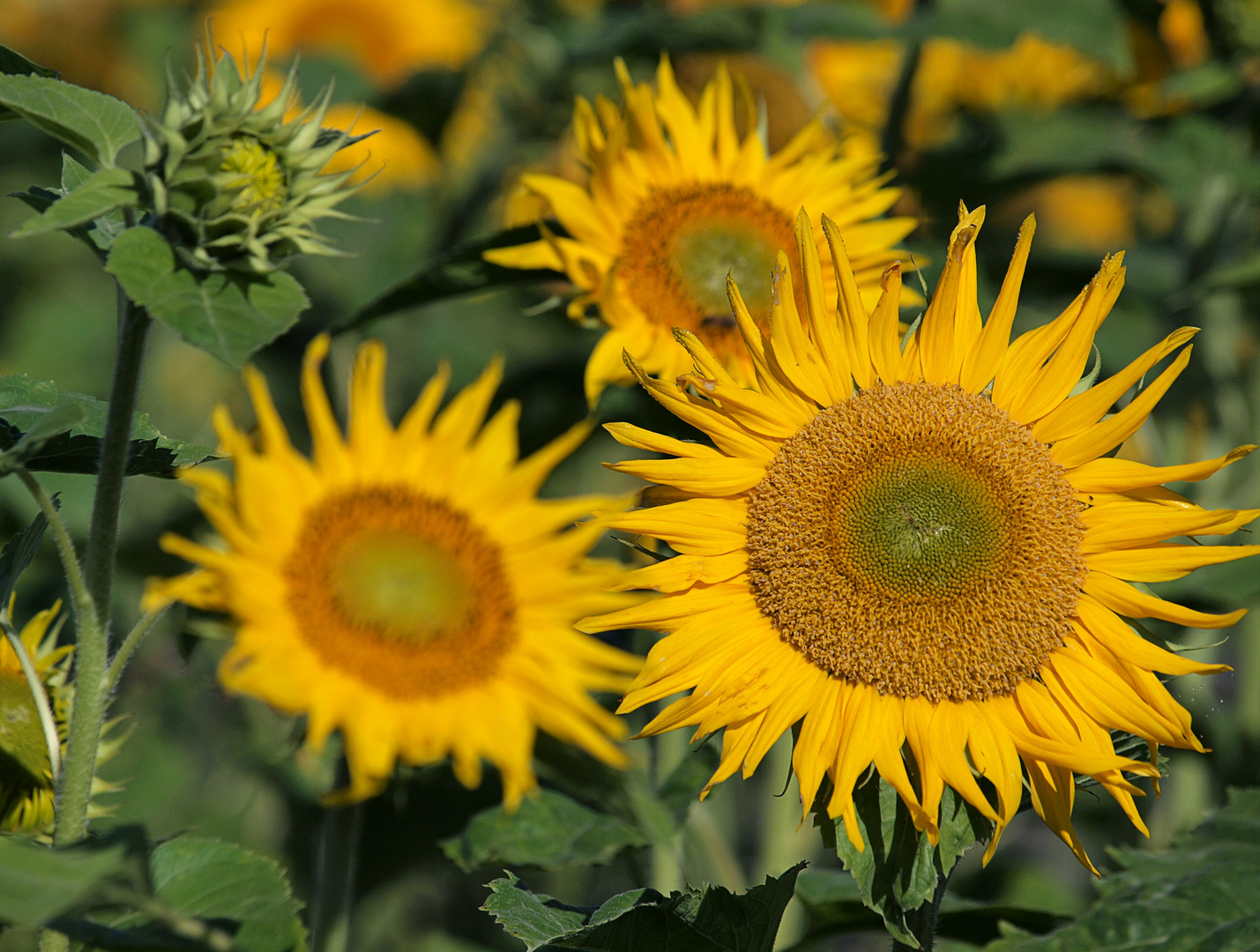 Sonnenblumen